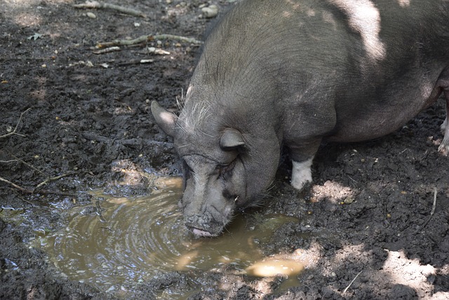 七局大战 七局大战